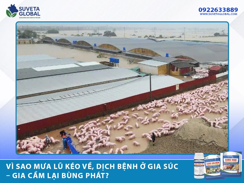 Vì Sao Mưa Lũ Kéo Về, Dịch Bệnh Ở Gia Súc – Gia Cầm Lại Bùng Phát?