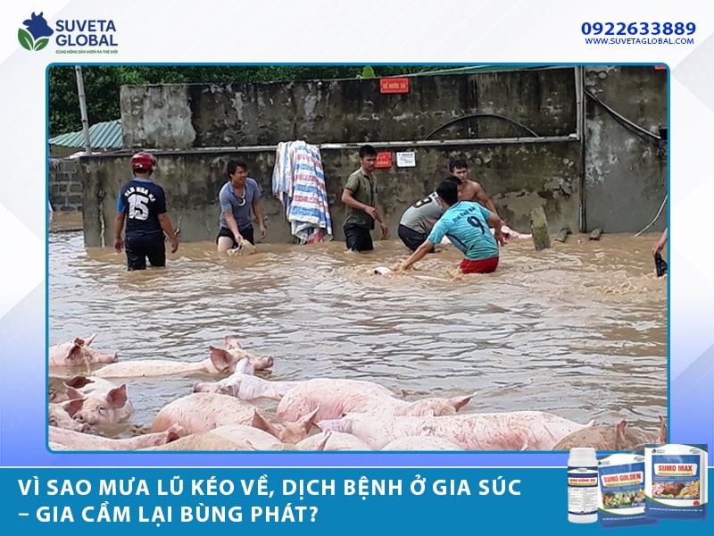 Vì Sao Mưa Lũ Kéo Về, Dịch Bệnh Ở Gia Súc – Gia Cầm Lại Bùng Phát?