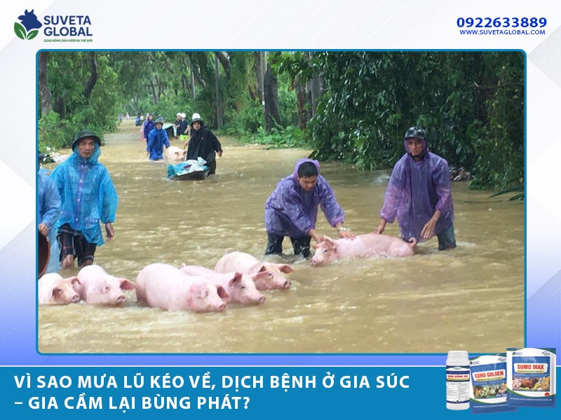 Vì Sao Mưa Lũ Kéo Về, Dịch Bệnh Ở Gia Súc – Gia Cầm Lại Bùng Phát?