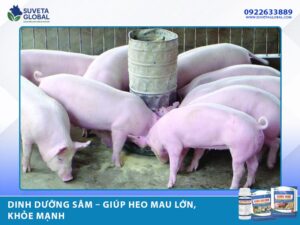 Dinh Dưỡng Sâm – Giúp Heo Mau Lớn, Khỏe Mạnh
