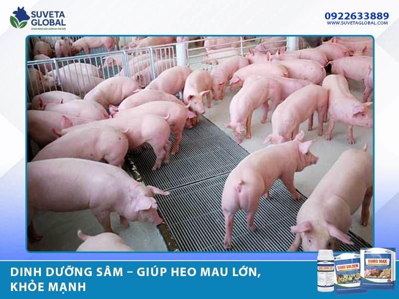 Dinh Dưỡng Sâm – Giúp Heo Mau Lớn, Khỏe Mạnh