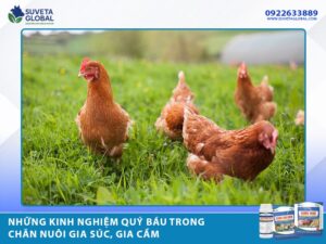 Những Kinh Nghiệm Quý Báu Trong Chăn Nuôi Gia Súc, Gia Cầm