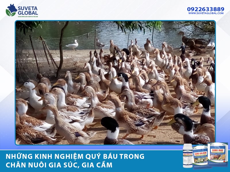 Những Kinh Nghiệm Quý Báu Trong Chăn Nuôi Gia Súc, Gia Cầm