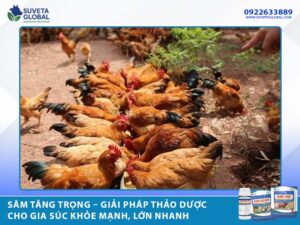 Sâm Tăng Trọng – Giải Pháp Thảo Dược Cho Gia Súc Khỏe Mạnh, Lớn Nhanh
