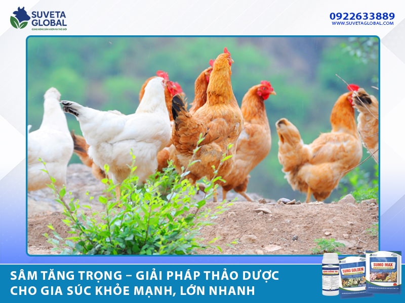 Sâm Tăng Trọng – Giải Pháp Thảo Dược Cho Gia Súc Khỏe Mạnh, Lớn Nhanh