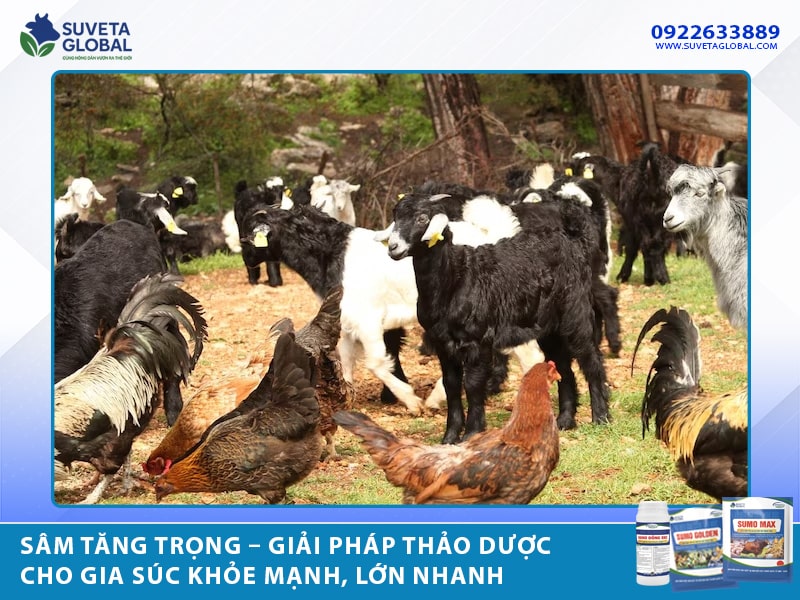 Sâm Tăng Trọng – Giải Pháp Thảo Dược Cho Gia Súc Khỏe Mạnh, Lớn Nhanh