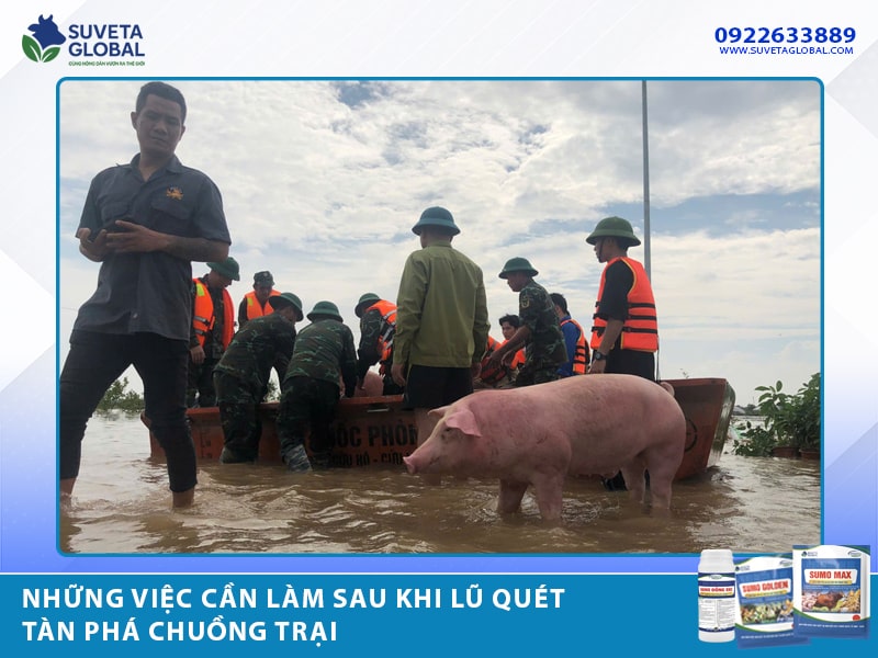 Những Việc Cần Làm Sau Khi Lũ Quét Tàn Phá Chuồng Trại