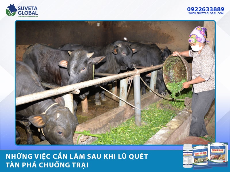 Những Việc Cần Làm Sau Khi Lũ Quét Tàn Phá Chuồng Trại