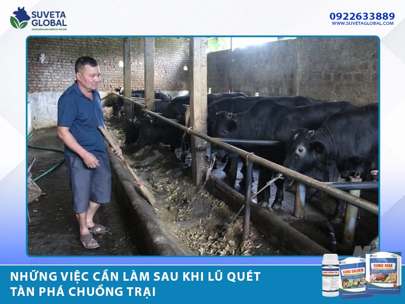 Những Việc Cần Làm Sau Khi Lũ Quét Tàn Phá Chuồng Trại